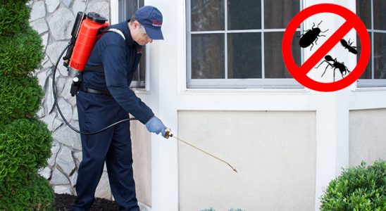 Kaynaşlı Karınca İlaçlama böcek ilaçlama ve haşere kontrolü — ilaclama-tr.com
